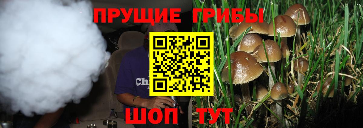 Галлюциногенные грибы прущие грибы Курчалой