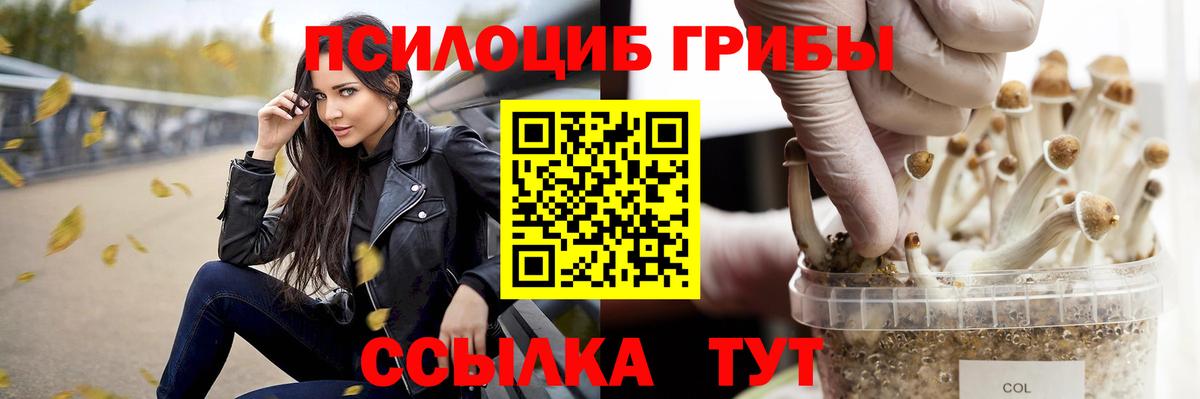 Псилоцибиновые грибы мицелий  наркота  Курчалой  Вход с VPN 